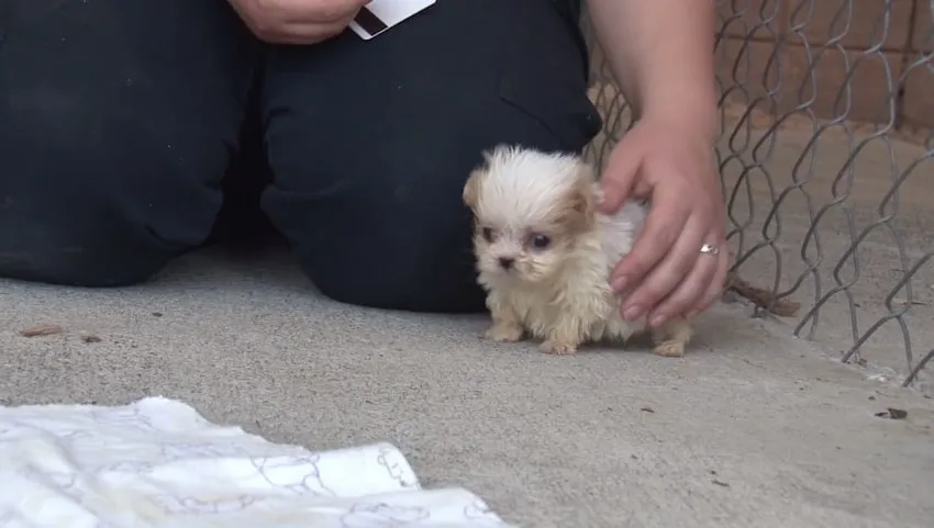 Après l’avoir sauvé, ils présentent ce chiot à un nouvel ami, et c’est absolument adorable.