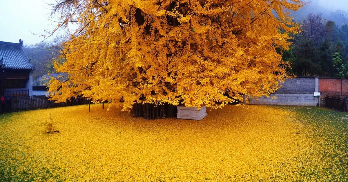 Un Arbre Ginkgo Chinois Vieux De 1400 Ans Laisse Tomber Des Feuilles Qui Noient Un Temple Bouddhiste Dans Un Océan Jaune
