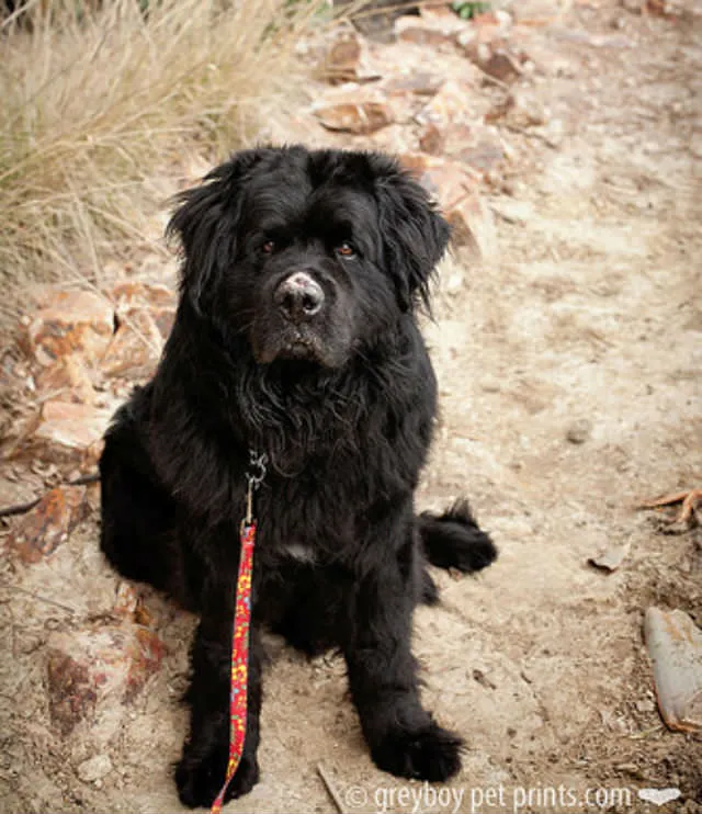 Greyboy Pet Prints/Eldad Hagar/Flickr