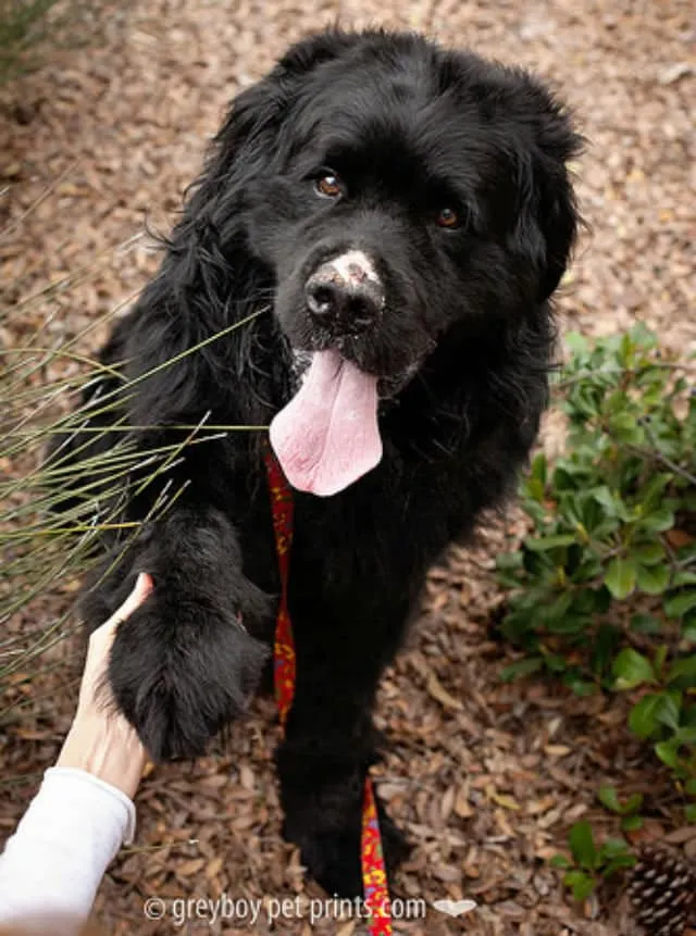 Greyboy Pet Prints/Eldad Hagar/Flickr