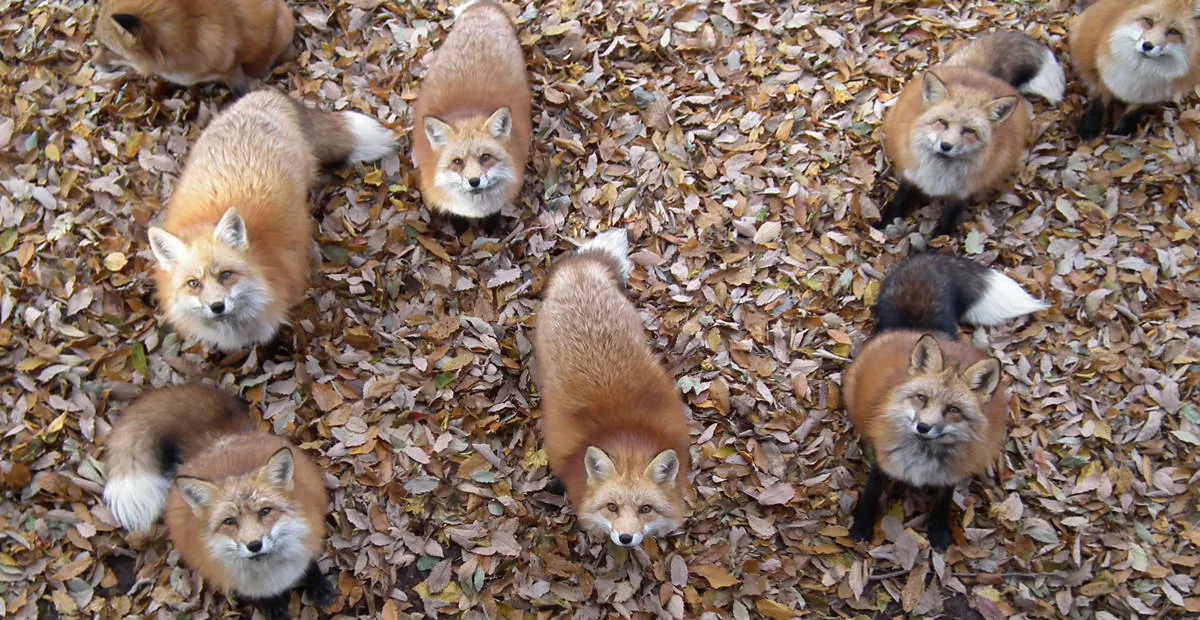 Au Japon, ce village des renards est probablement l’endroit le plus adorable de la planète.