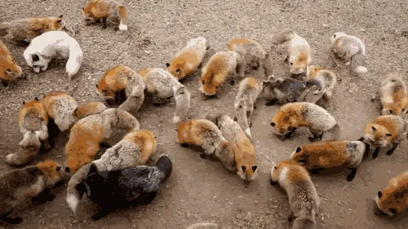 Fox village 2