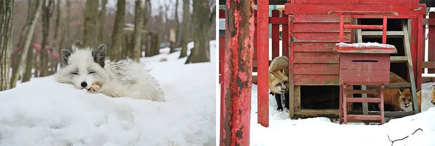 Fox village 13