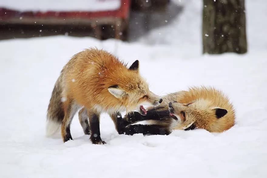 Fox village 14