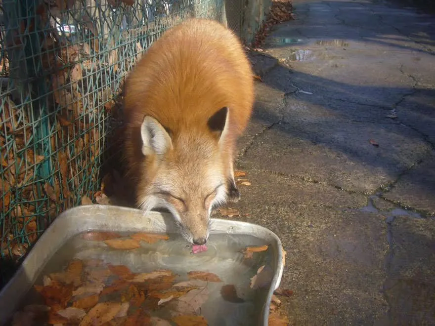 Fox village 15