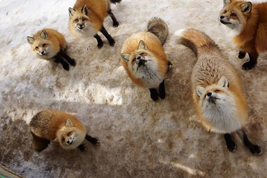 Fox village 16