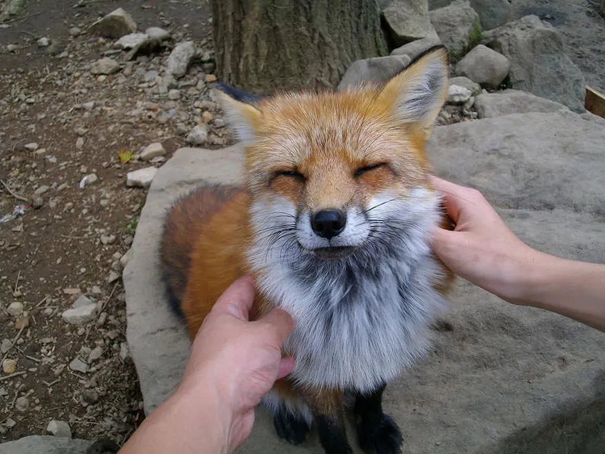 Fox village 18
