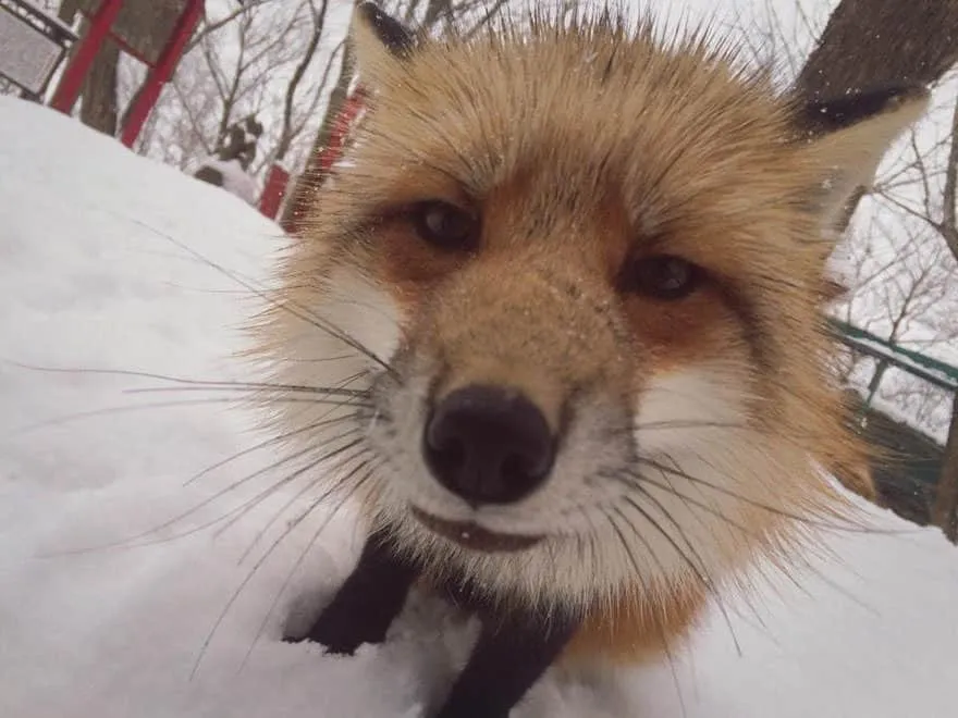 Fox village 20