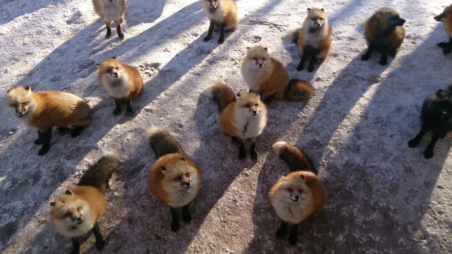 Fox village 21