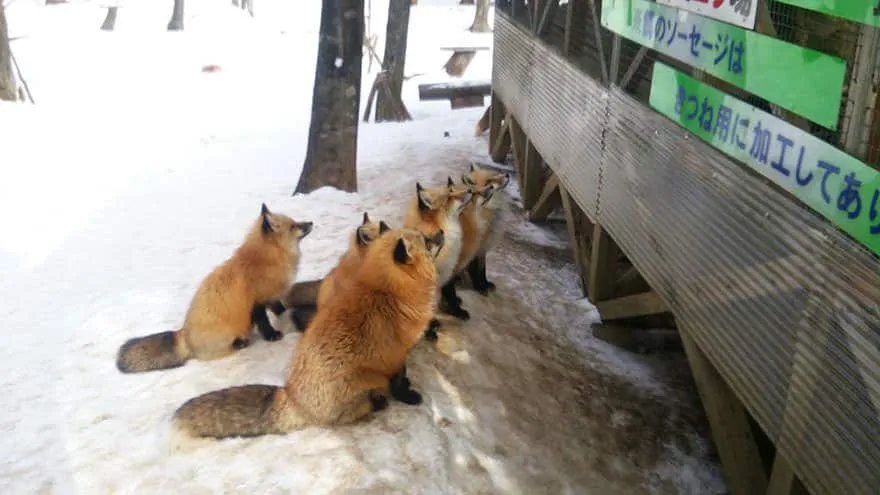 Fox village 25
