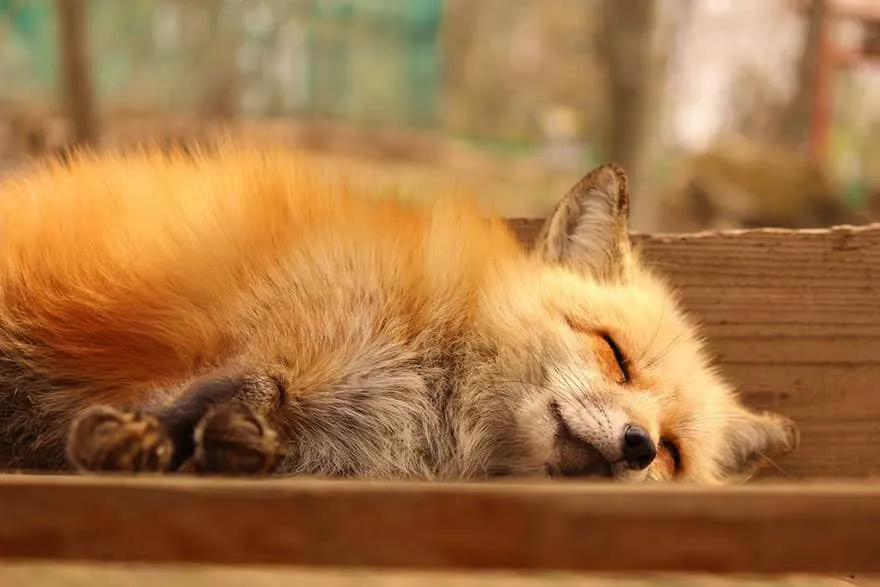 Fox village 26