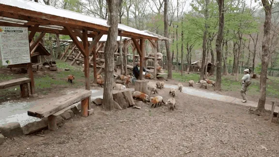 Fox village 4