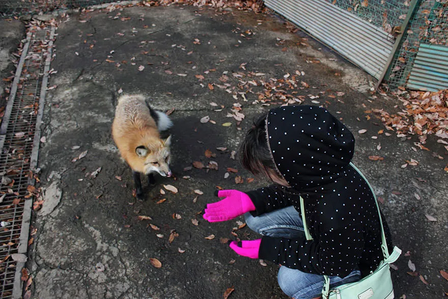 Fox village 6