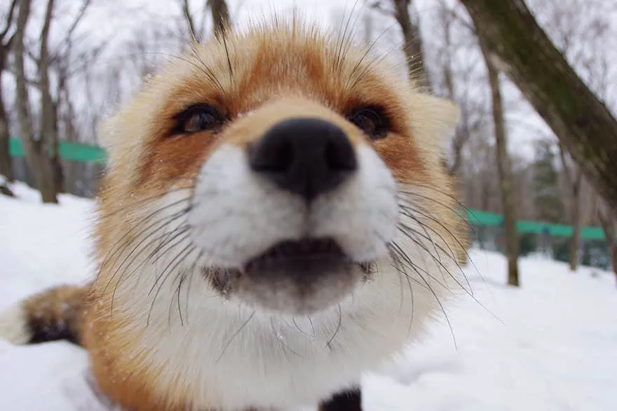 Fox village 7