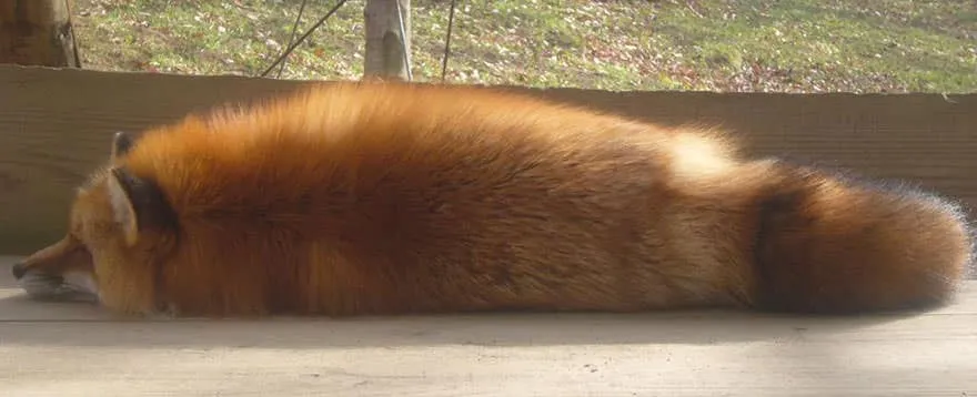 Fox village 8