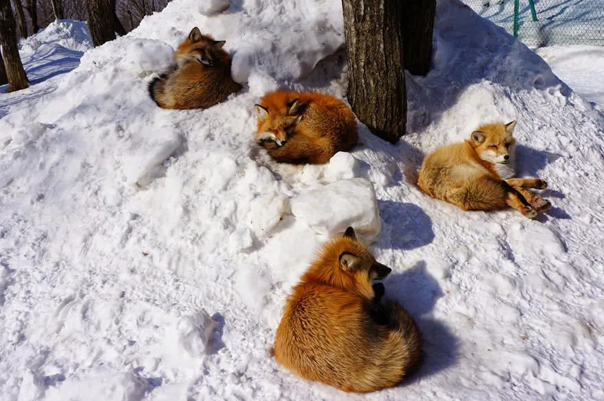 Fox village 9