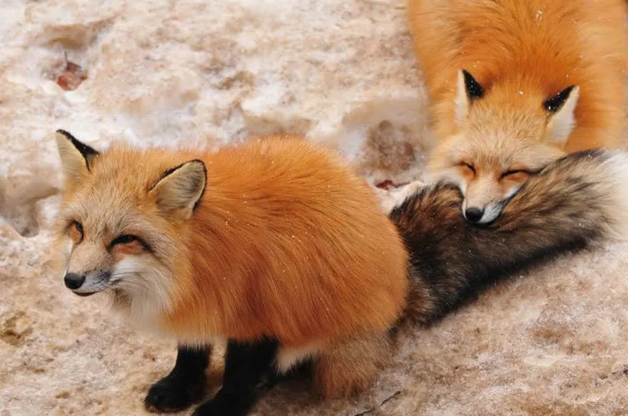 Fox village 10