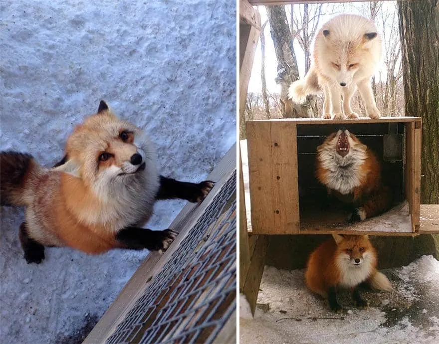 Fox village 11