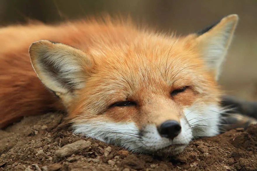 Fox village 12