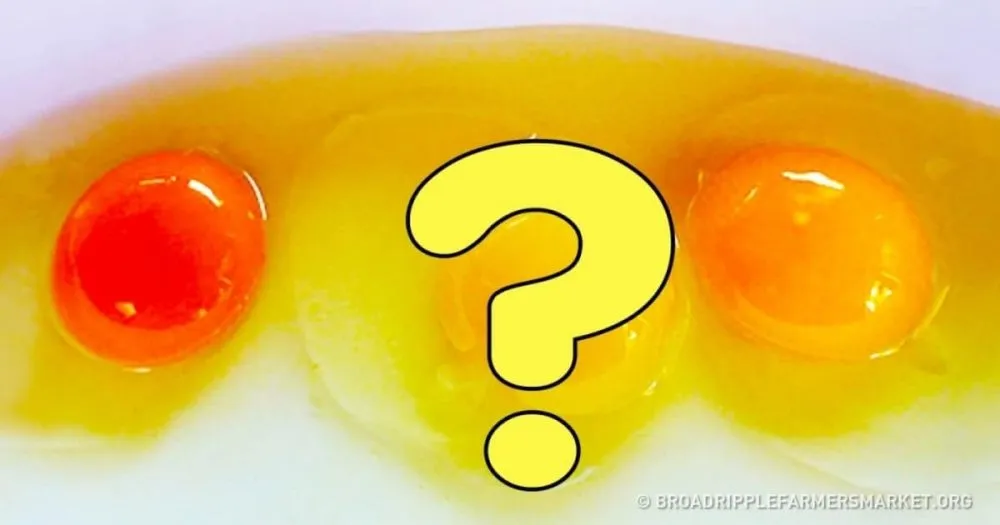 Avant de manger des œufs, faites attention à la couleur du jaune.