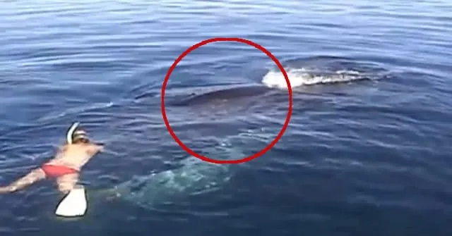 Un Homme aperçoit une Baleine et alors qu’il s’approche d’elle, Il va faire une Découverte Choquante