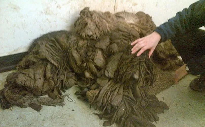Battus et livrés à eux-mêmes, ces chiens ne ressemblaient plus qu’à un tas de chiffons… jusqu’à ce que de bons samaritains bouleversent leur existence.