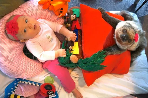 Ce Bébé de 5 mois et ce paresseux sont les meilleurs amis du monde depuis la naissance
