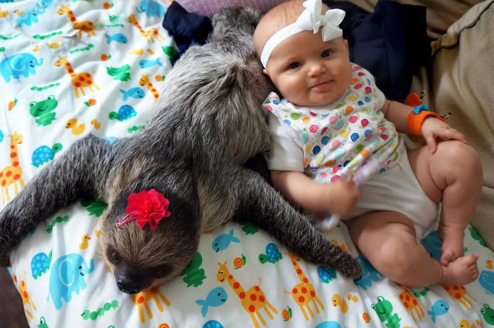 Bebe paresseux 1