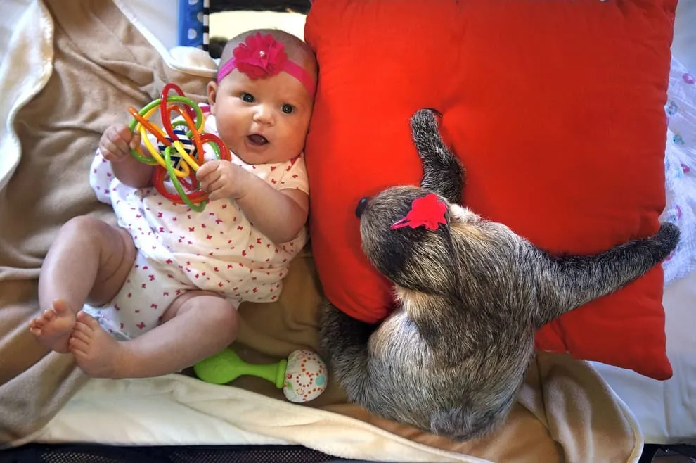 Bebe paresseux 10