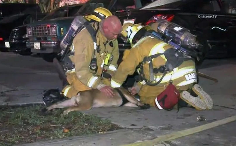 Aux portes de la mort, cette femelle bouledogue a eu la vie sauve grâce à l’intervention des pompiers.