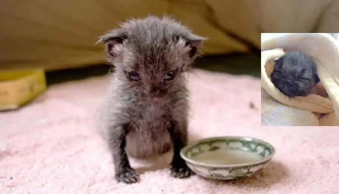 Une femme trouve un petit chaton orphelin après une pluie torrentielle et le ramène à la vie