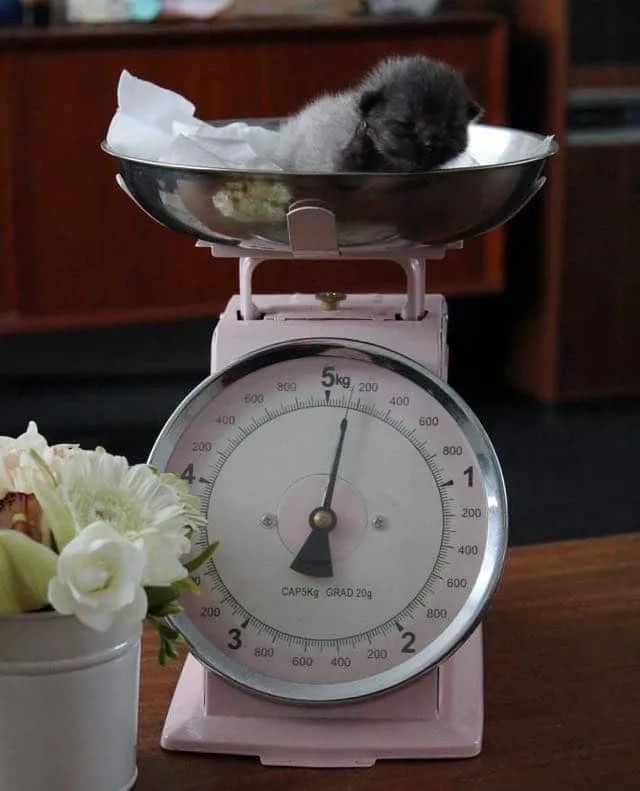 Courtesy of Kathryn Van Beek at Bruce the Kitten
