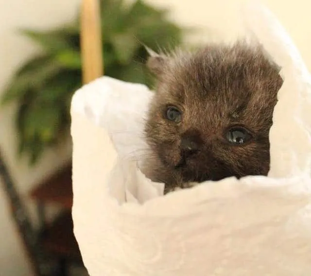 Courtesy of Kathryn Van Beek at Bruce the Kitten