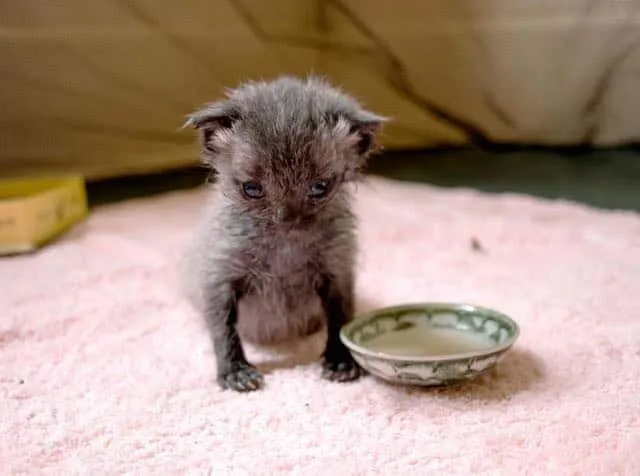 Courtesy of Kathryn Van Beek at Bruce the Kitten
