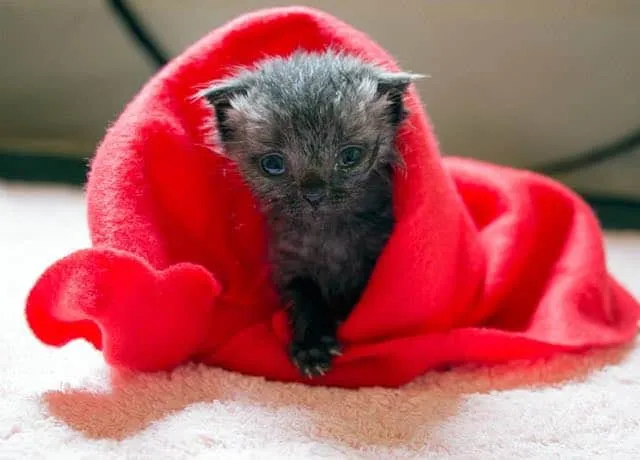 Courtesy of Kathryn Van Beek at Bruce the Kitten