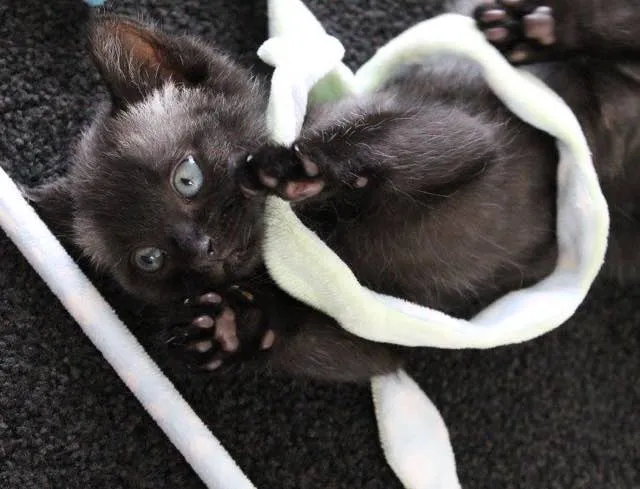 Courtesy of Kathryn Van Beek at Bruce the Kitten