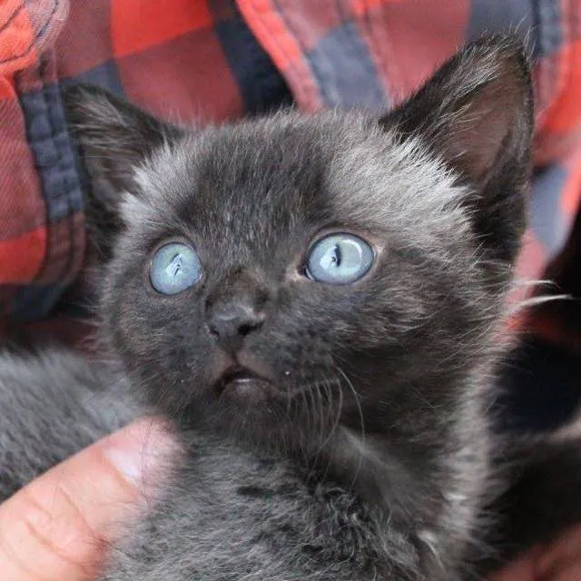 Courtesy of Kathryn Van Beek at Bruce the Kitten