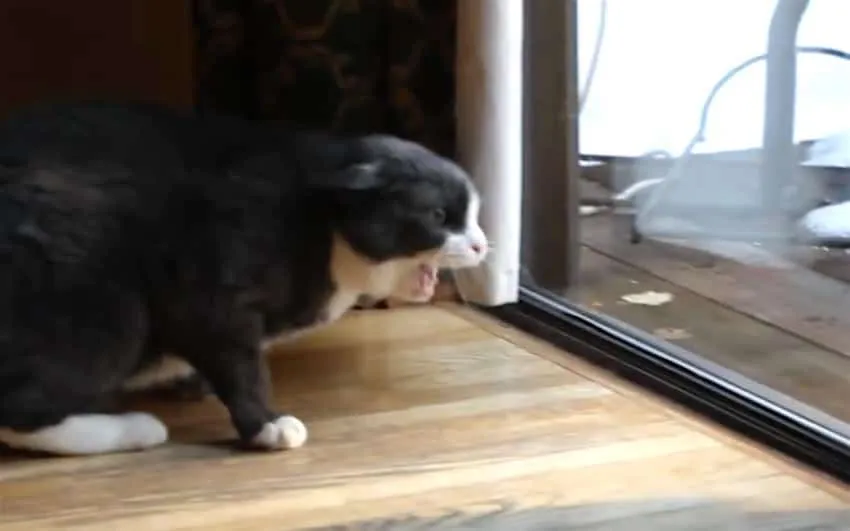 Ce chat n’est PAS très content de la visite de cet étrange intrus. Regardez bien lorsque la caméra se dirige vers la droite de l’image….