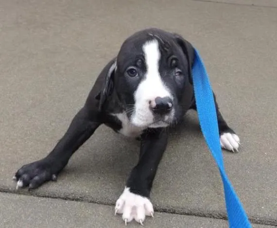 Lee County Animal Services