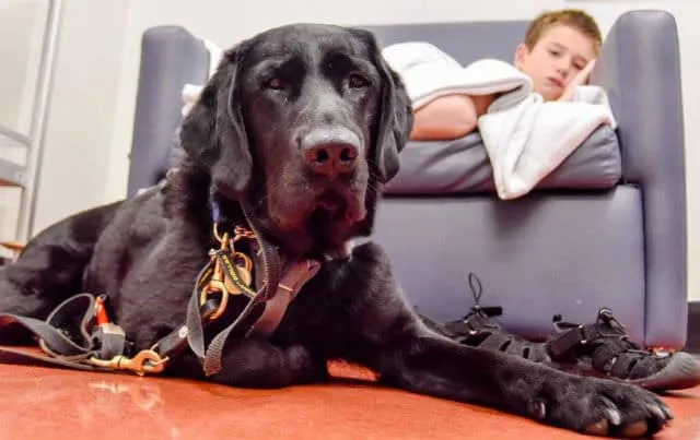 ce_labrador_refuse_de_quitter-01