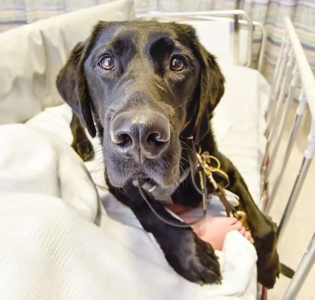 ce_labrador_refuse_de_quitter-02