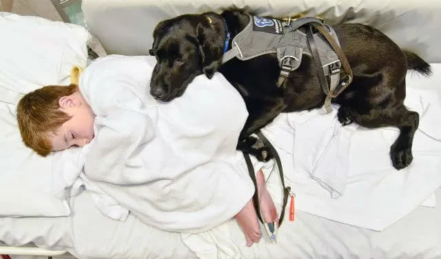 c/o Louise Goossens/Assistance Dogs New Zealand