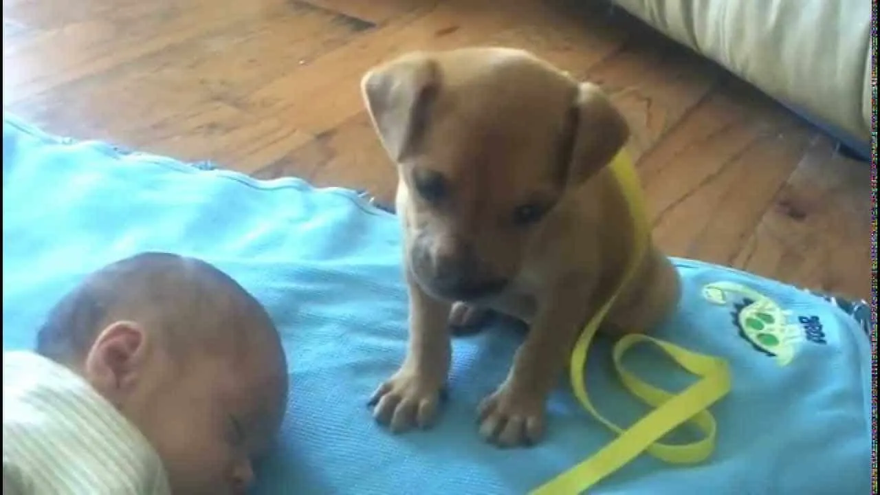 Ce petit chiot s’endort petit à petit au côté de bébé. Une vidéo trop adorable !
