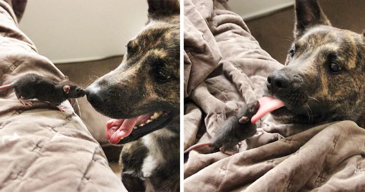 Ce rat et ce chien tous deux adoptés sont devenus les meilleurs amis au monde.