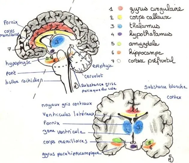 Les ⁤mécanismes ⁤neurobiologiques qui amplifient le‍ stress chez les hypersensibles et ‌HPI