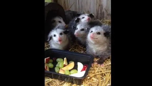 Ces bébés opossums à peine secourus sont tout simplement adorables lorsqu’ils mangent ces fruits en salade.