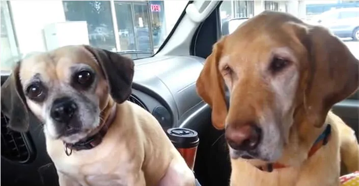 Ces deux chiens sont absolument hilarants lorsqu’ils reçoivent une friandise !C’est à ne pas rater !