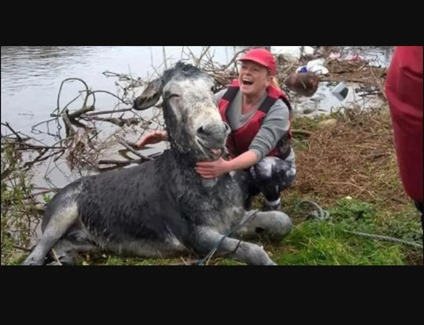Cet âne qui a presque péri durant des inondations arbore un immense sourire lors de son sauvetage.