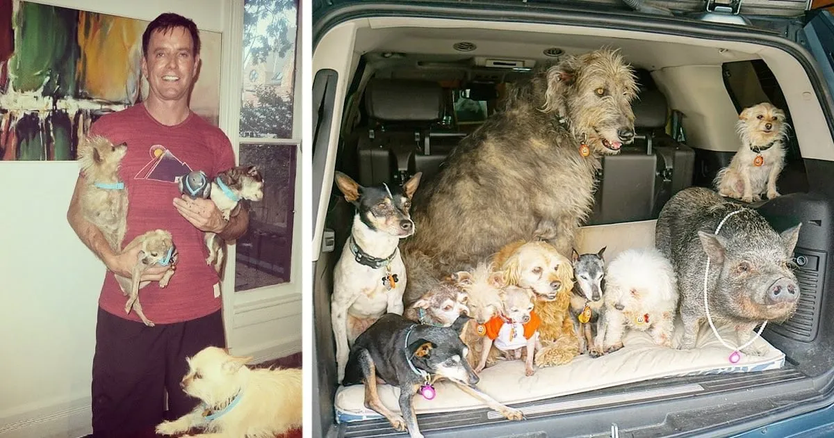 Cet homme consacre sa vie à l’adoption de chiens âgés qui ne trouvent pas de foyer.