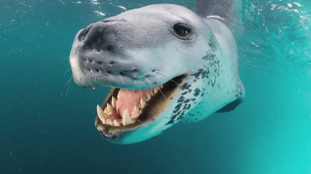 Leopard des mers 8